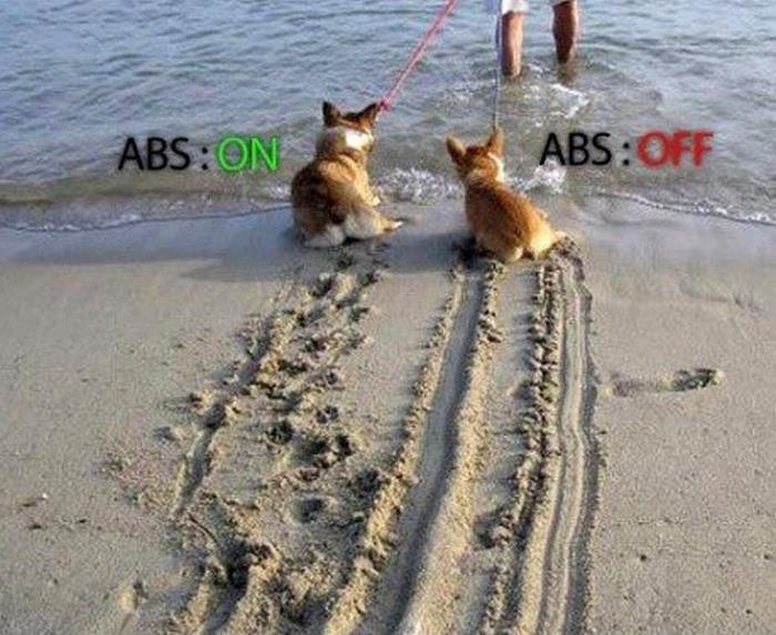 A_-_dog_abs.jpg